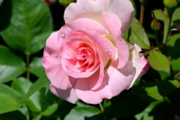 09